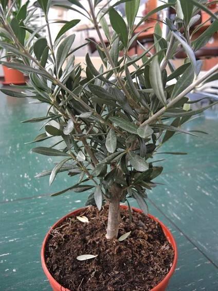 Botanik: Olivenbaum Olea europaea *