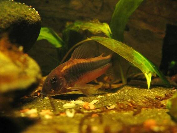Soubor:Corydoras aeneus 1.0.JPG – Wikipedie