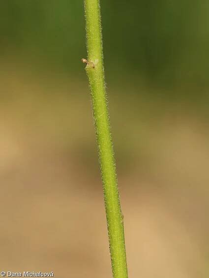 Camelina sativa – lnička setá