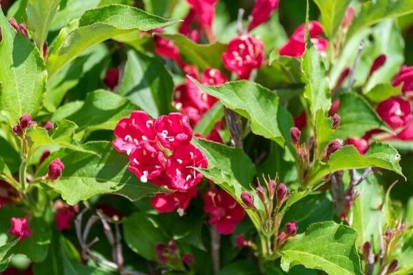 Red Prince Weigela