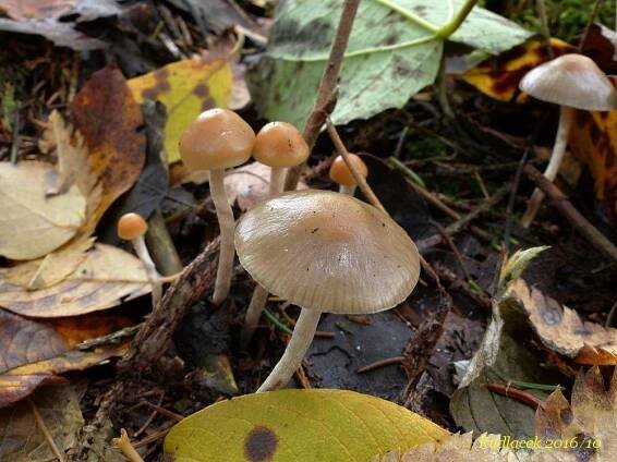Lysohlávka tajemná česká - Psilocybe serbica var. bohemica - Kudluv fotoatlas hubKudluv fotoatlas hub
