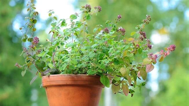 Dobromysl (oregano) 8