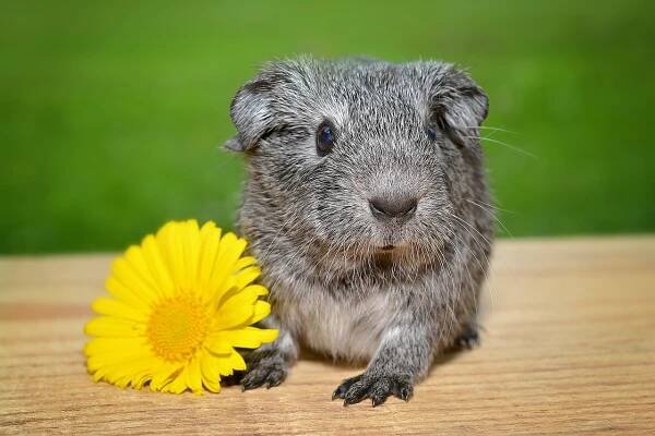 Meerschweinchen Krallenpflege