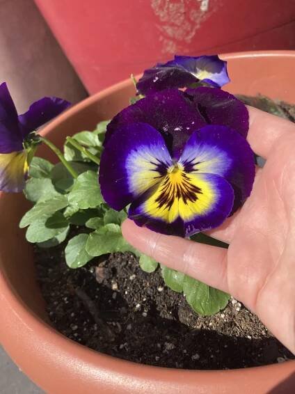 Blog – The Sovereign Gardener