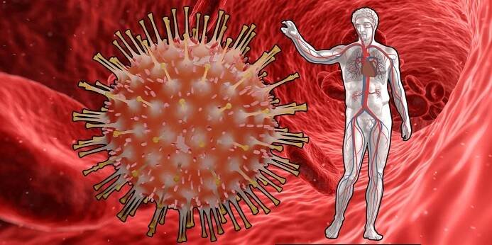 Covid-19 je cévní onemocnění. Spike protein koronaviru napadá cévní systém na buněčné úrovni