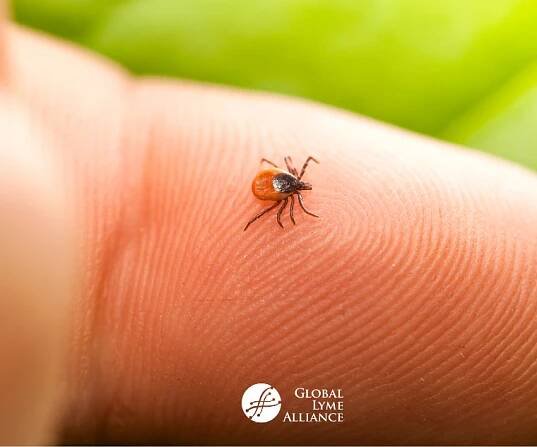 Lyme Disease and Mental Illness