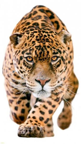 1600x2844 iPhone 7 Animaljaguar Wallpaper Id Lovely Jaguar Wallpaper