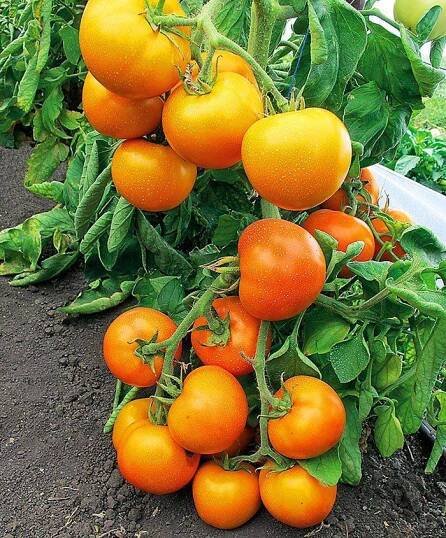 Oranžová rajčata: odrůdy, jejich charakteristické rysy a rysy