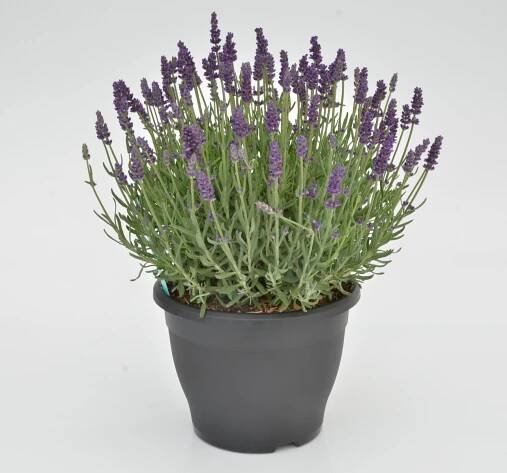 Lavender Pictures - National Garden Bureau