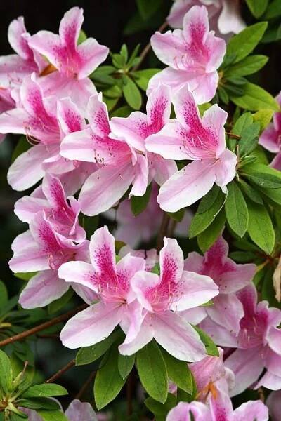 Azalea fotografie
