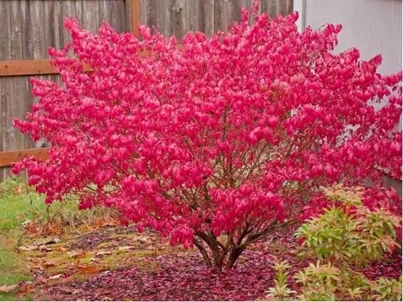 Brslen křídlatý - Euonymus alatus COMPACTUS, C 2,5 l - Okrasné keře a stromy | Subtropické zahradnictví KRUH