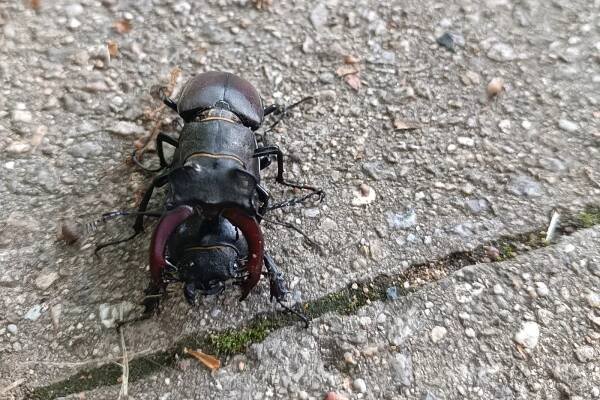 Je čas roháčů. Setkání s obřím chráněným broukem je vždy trochu překvapením