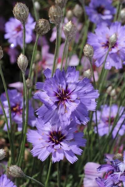 Waterwsie Gardens Catananche caerulea Cupid’s Dart #Garden #Gardening #DroughtTolerant #DroughtResistant #BeneficialForPollinators #GardeningForPollinators #Waterwise #WaterwiseGarden