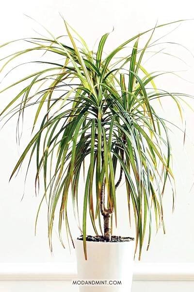 Large indoor Dracaena marginata dragon tree plant.