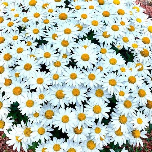 Popular Groundcover-Daisy Seeds-Plantjoyfarm-seeds
