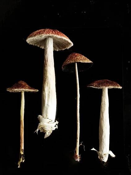 Magical mushroom artworks | Gardens Illustrated