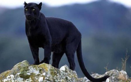 Černý jaguár