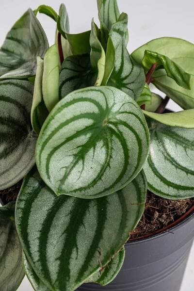 Pepřinec, Peperomia argyreia Watermelon, skladem | ZAZUMi.cz