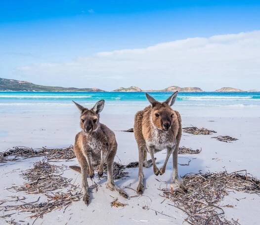 Penneshaw, Klokaní ostrov, Austrálie, Austrálie a Nový Zéland, Nejlepší destinace pro plavbu lodí, Plavby lodí po celém