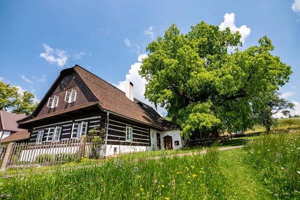 Stromem roku je Zpívající lípa. ‚Příběh je jedním z důležitějších momentů,‘ říká koordinátorka soutěže