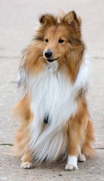 shetland-sheepdog-165014_1280