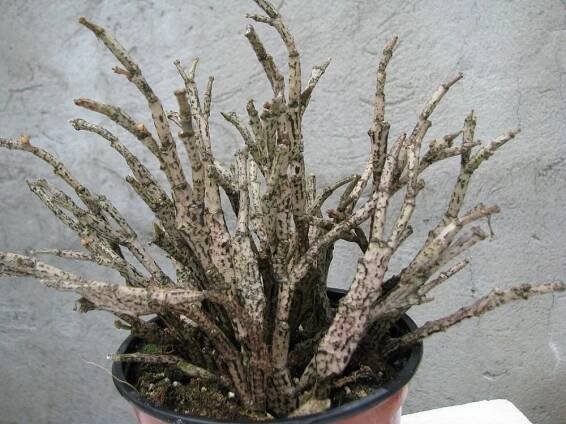 euphorbia platyclada — Květinářství Plantica