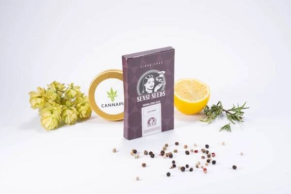 Black Domina - semínka 5 ks feminizovaná Sensi Seeds