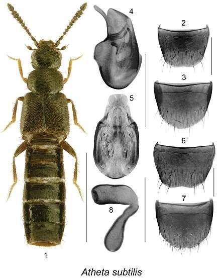 A review of Canadian and Alaskan species of the genera Clusiota Casey and Atheta Thomson, subgenus Microdota Mulsant & Rey (Coleoptera, Staphylinidae, Aleocharinae)