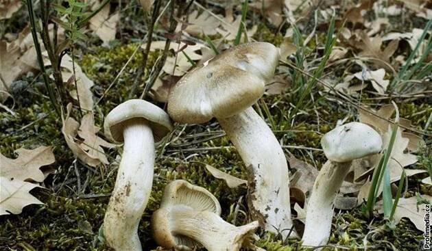 Čirůvka mýdlová (Tricholoma saponaceum)