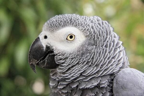 African gray parrot