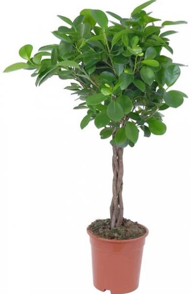 Moclame pr. květináče cca 17 cm (Ficus microcarpa) nakoupit u OBI