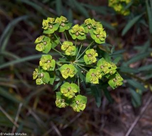 fotografie Euphorbia esula (pryšec obecný)