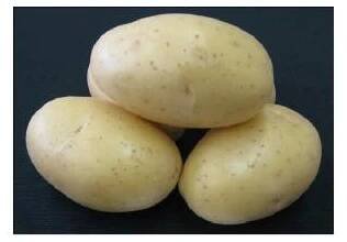 Sadbové brambory DALI - žluté rané 1 kg