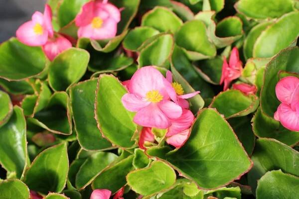 Begónie stálokvětá, ledovka, voskovka 'Brasil Rose' - Begonia semperflorens 'Brasil Rose'