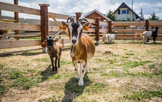 Für Schulen und Kindergärten - DonkeySzot Mini Zoo