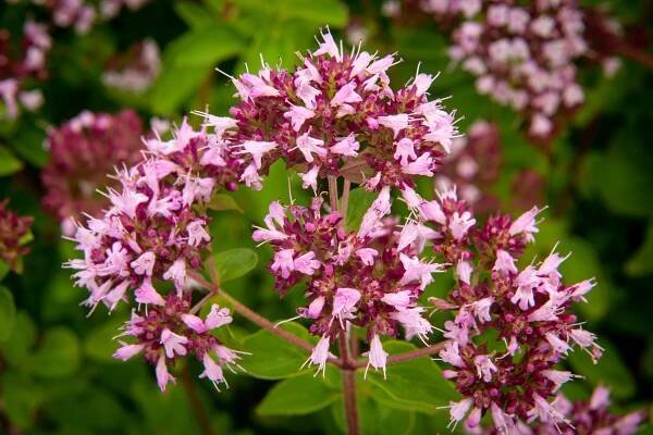 Oregano (Dobromysl) obecné 'Aromata' - Origanum vulgare 'Aromata'
