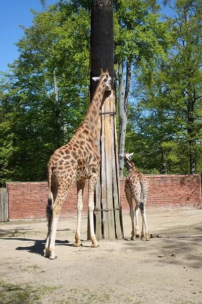 Zoo Liberec 2023 - PhoneCopy