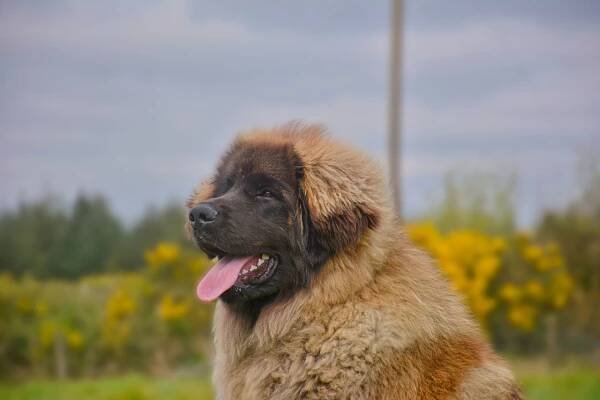 Hillhavenleonbergers | Litter D - Meet the Gang 