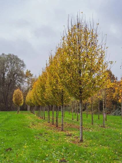 Carpinus betulus 'Lucas' | habr obecný 'Lucas' - Van den Berk školky