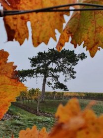 Herbstliche Grüße vom Weingarten 