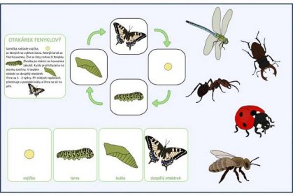 Životní cyklus hmyzu - Aktivity pro děti