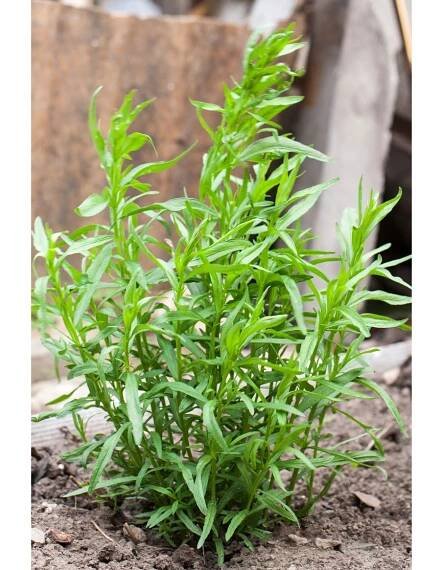 estragon_shutterstock_642425575