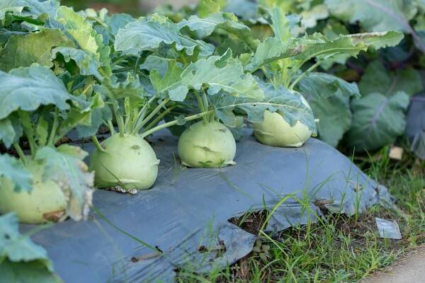 Kohlrabi