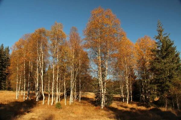 Podzimní Šumava - okolí Modravy - 12.10.2015 - Oficiální stránky města Horní Bříza