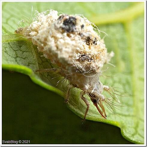 Zlatoočko Chrysotropia ciliata