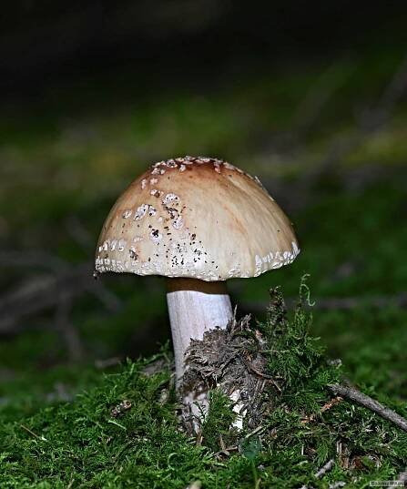 Rybářsko-houbařské jádro .-) | MRK.cz