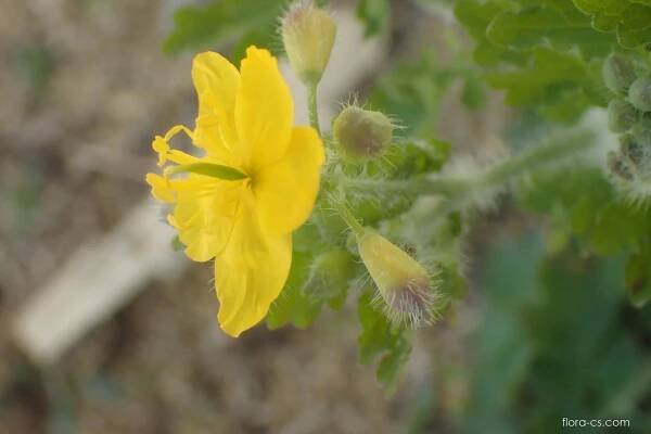 Vlaštovičník větší (Chelidonium majus)