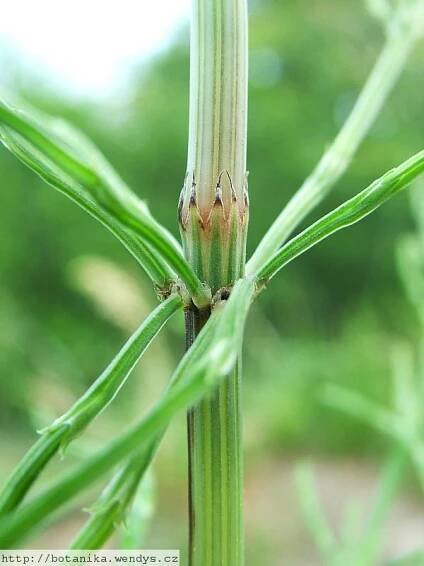 Herbář Wendys - Equisetum arvense - přeslička rolní