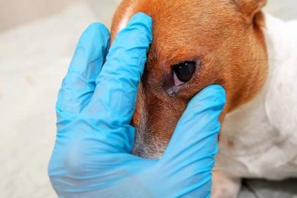 Nemocný pes s infikovanou krustou očí vyšetření. Inspekce, blefaritida. Zblízka zarudnutí a boule v oku psa. zánět spojivek očí psa. — Stock fotografie