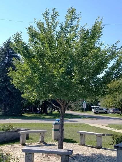 Elm, Discovery - Falk Nurseries